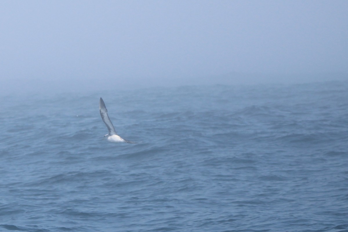 Pink-footed Shearwater - ML643795057