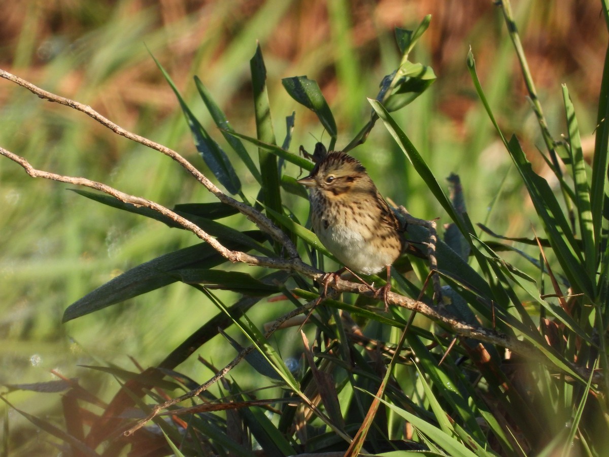 Lincoln's Sparrow - ML643795067