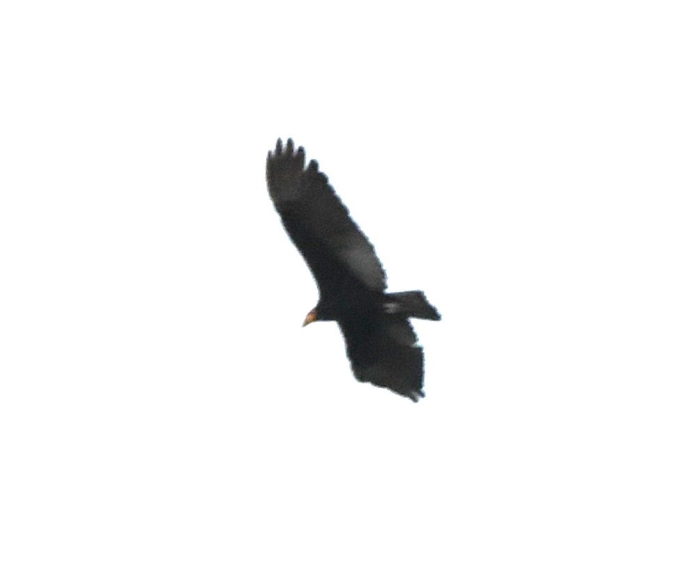 Greater Yellow-headed Vulture - ML643795069