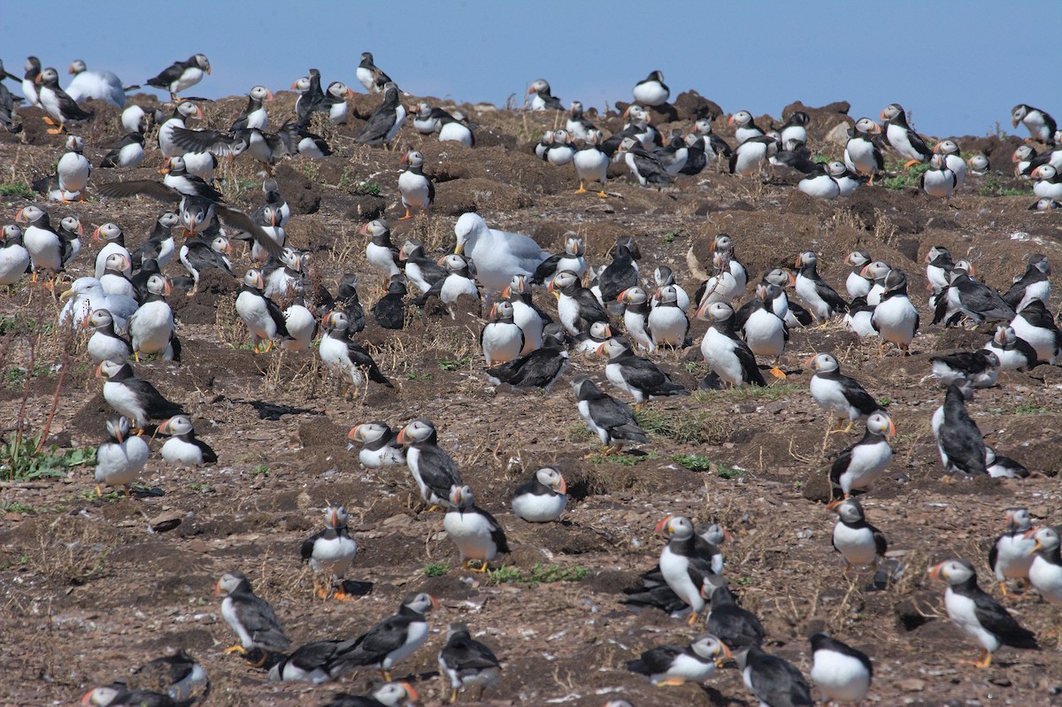 Atlantic Puffin - ML643795071