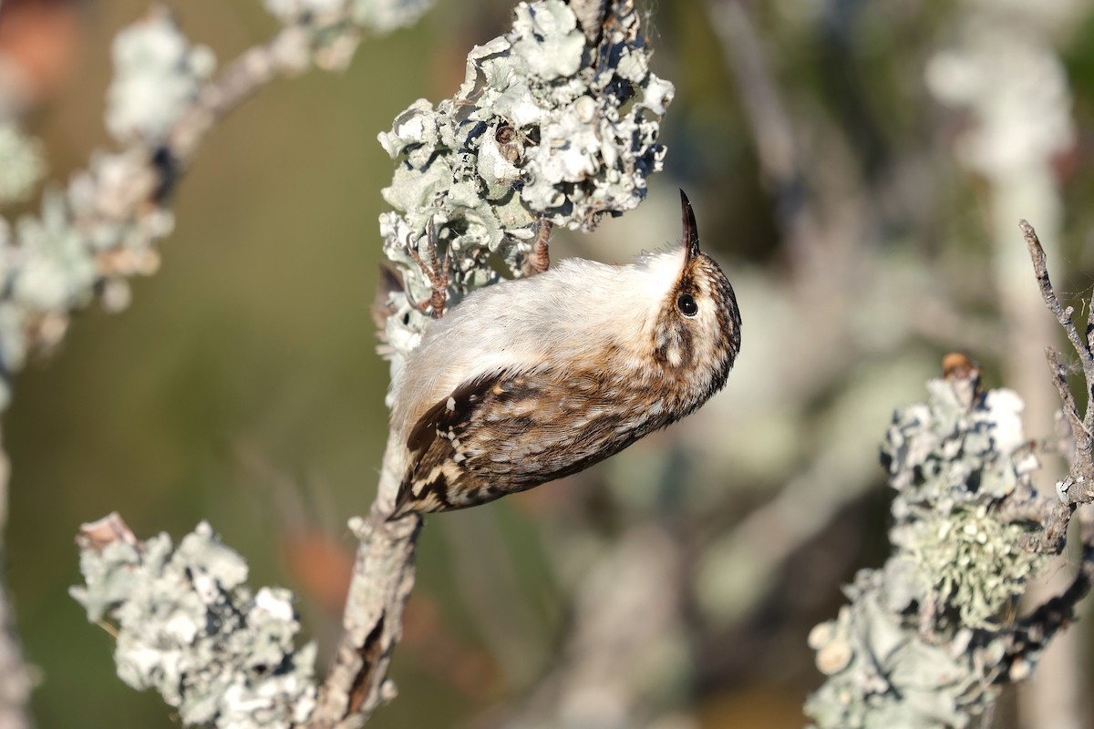 Brown Creeper - ML643795075