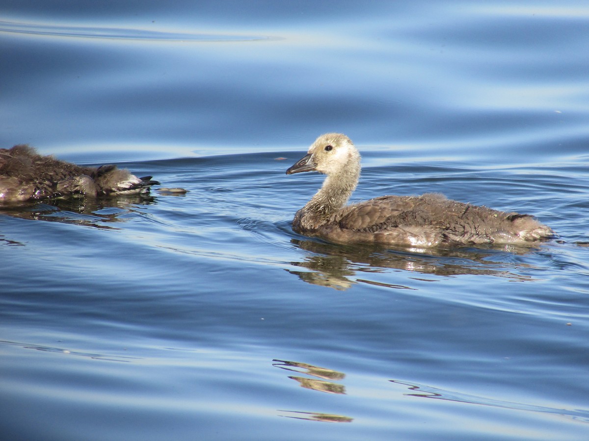 Branta kanadar handia - ML643795077
