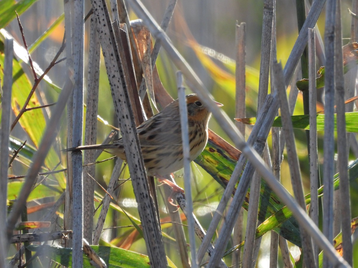 LeConte's Sparrow - ML643795079