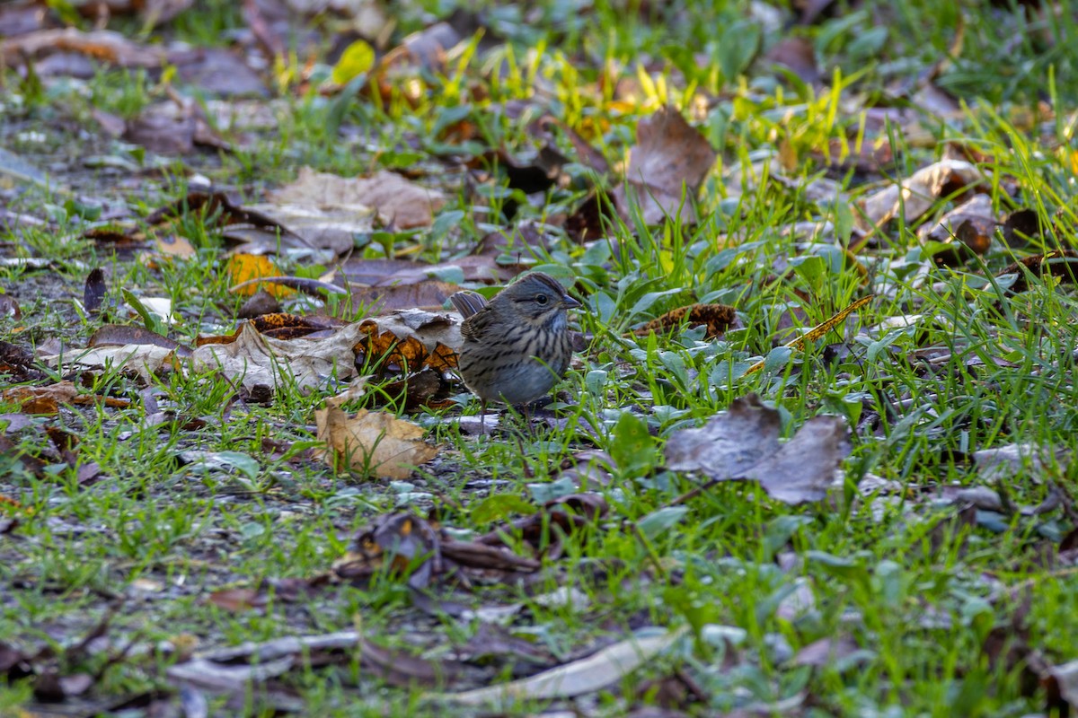 Lincoln's Sparrow - ML643795081