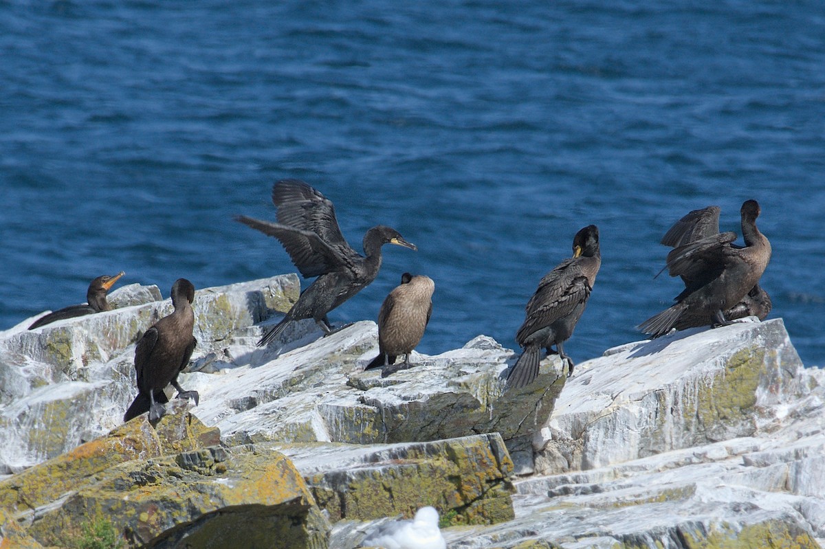 Double-crested Cormorant - ML643795089
