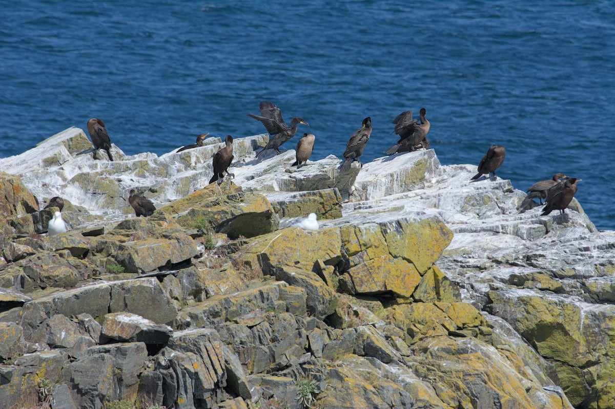 Double-crested Cormorant - ML643795090