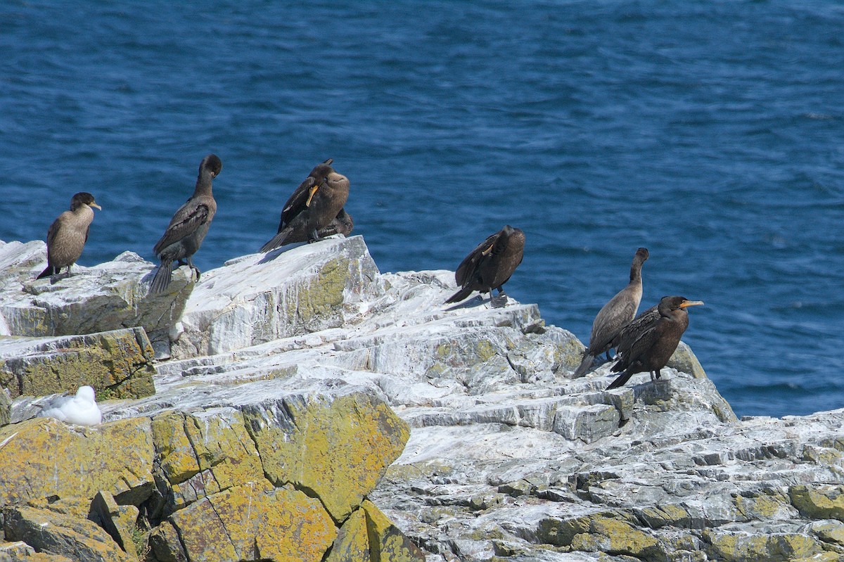 Double-crested Cormorant - ML643795091