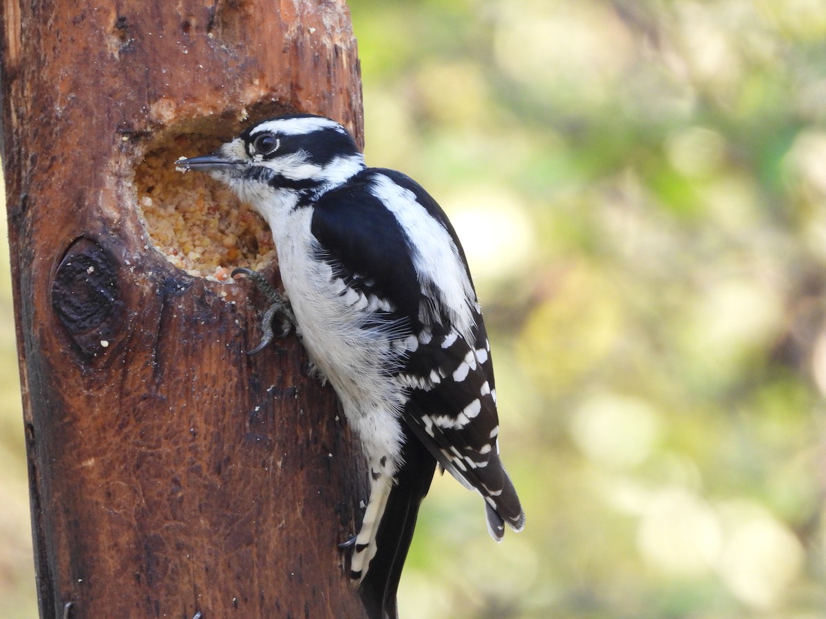 Downy Woodpecker - ML643795094