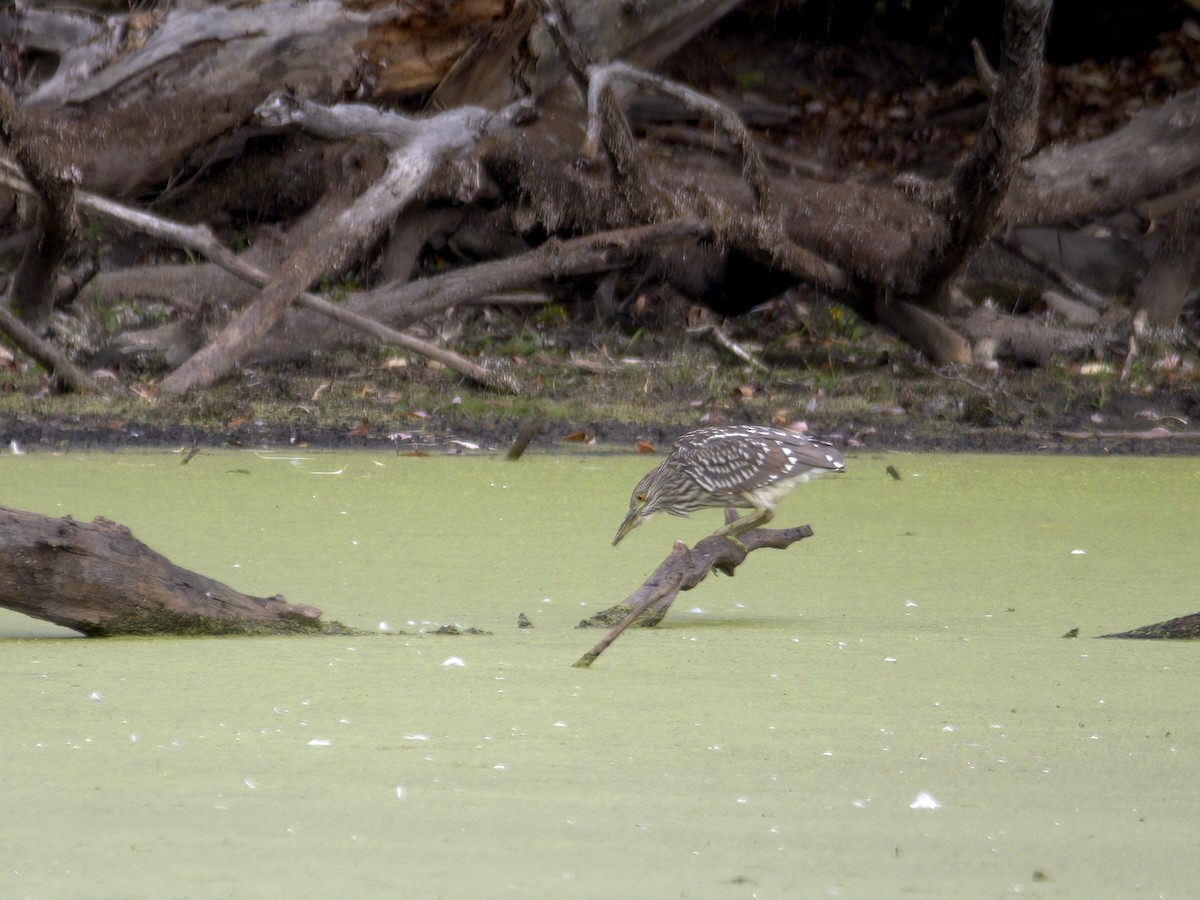 Black-crowned Night Heron - ML643795095