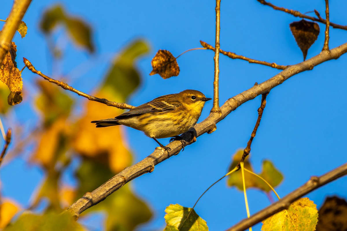 Yellow-rumped Warbler - ML643795097