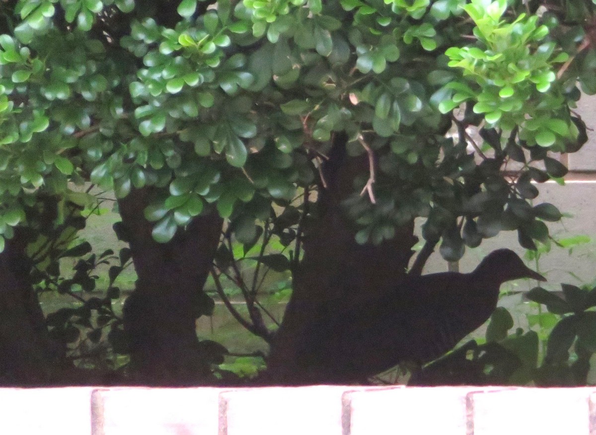 Slaty-legged Crake - ML643795107