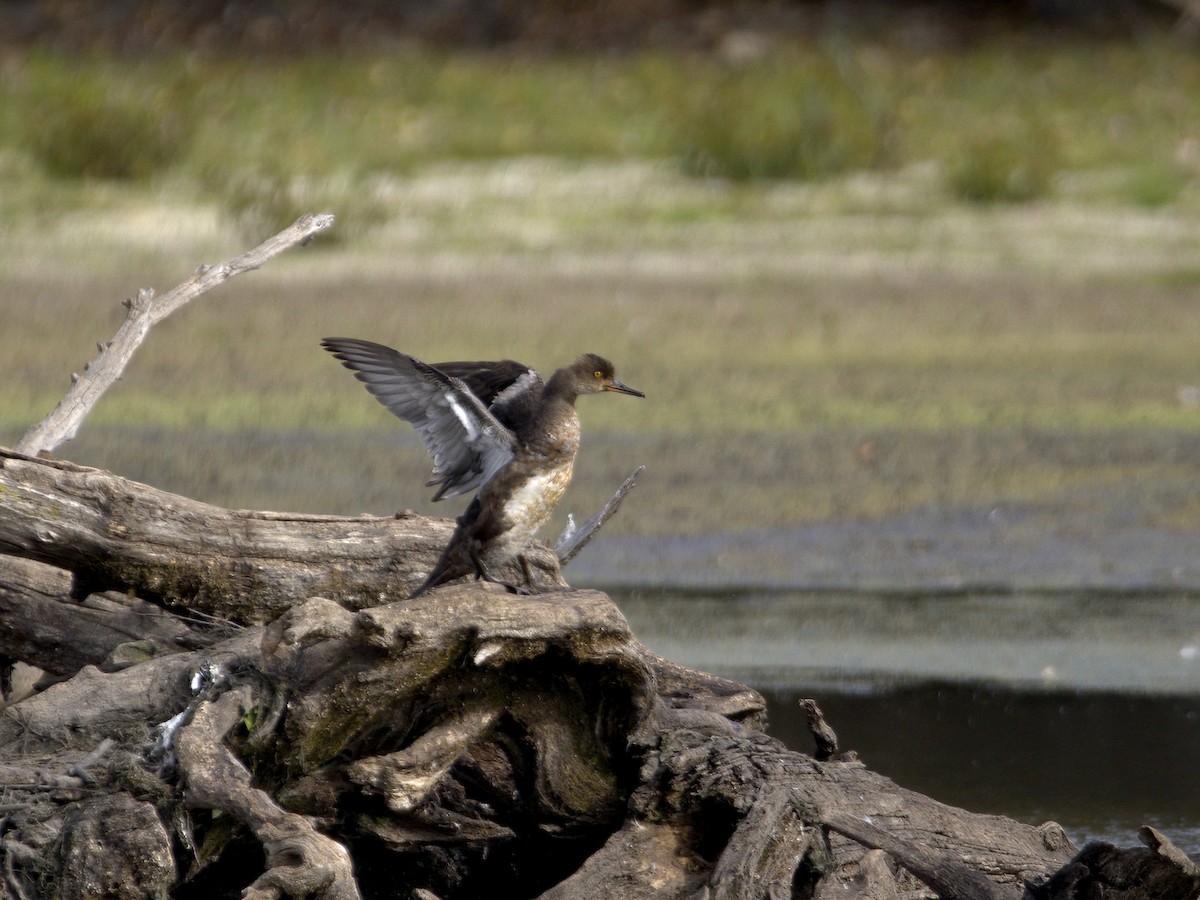 Hooded Merganser - ML643795110