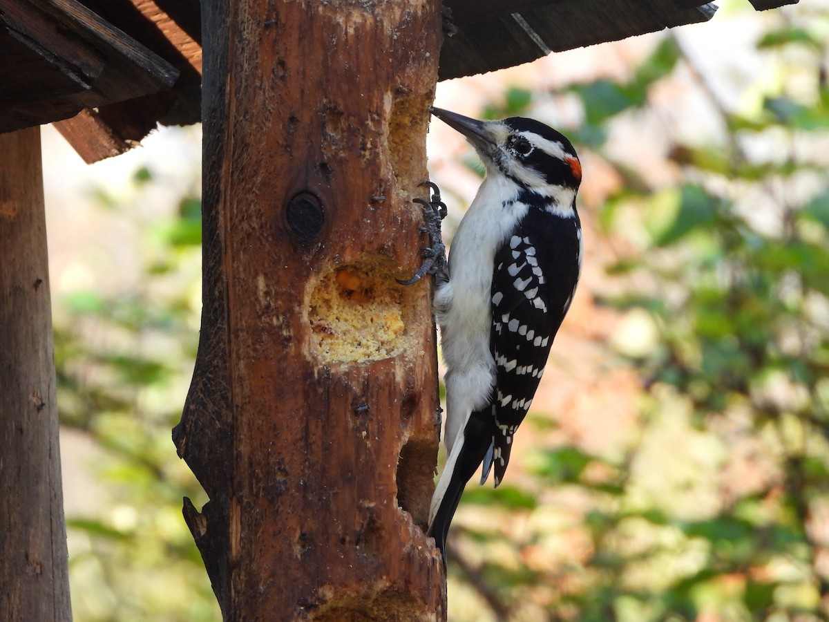 Hairy Woodpecker - ML643795111