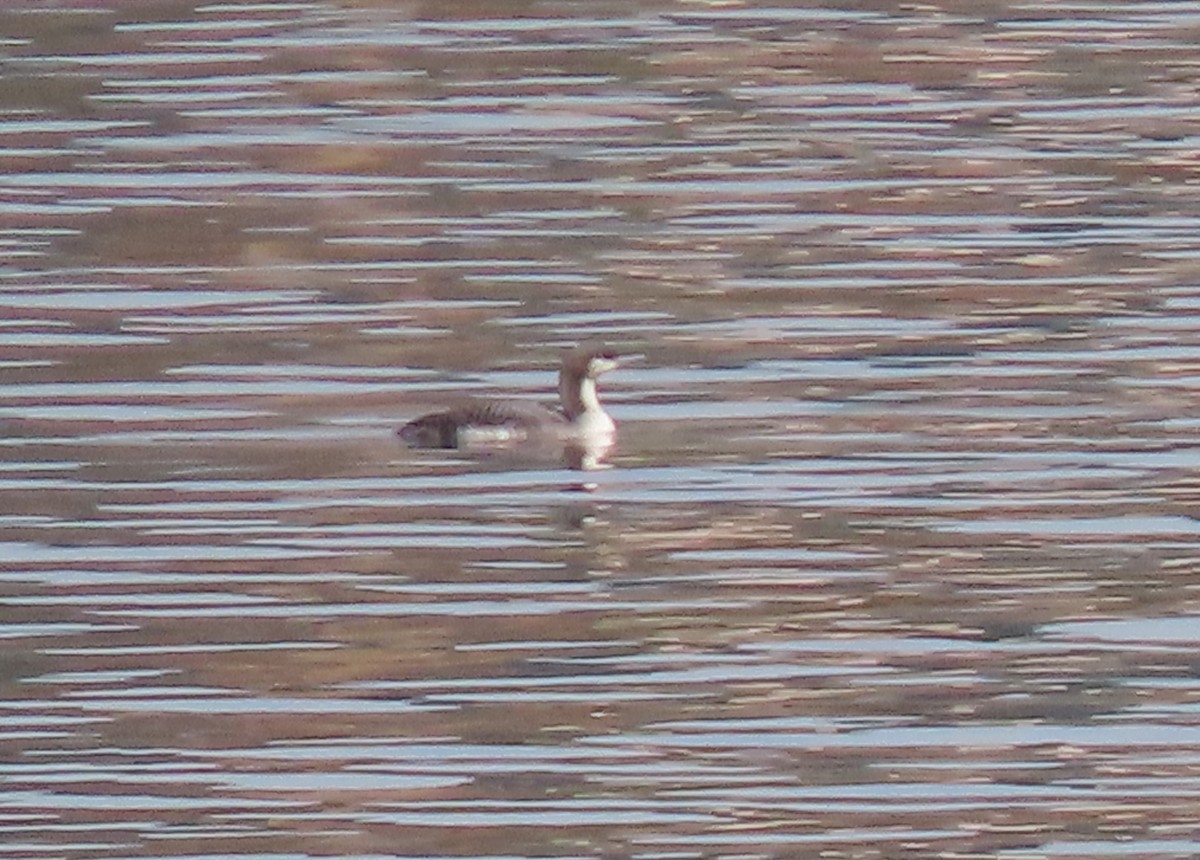 Pacific Loon - ML643795125