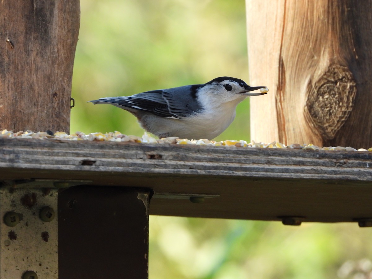 White-breasted Nuthatch - ML643795130