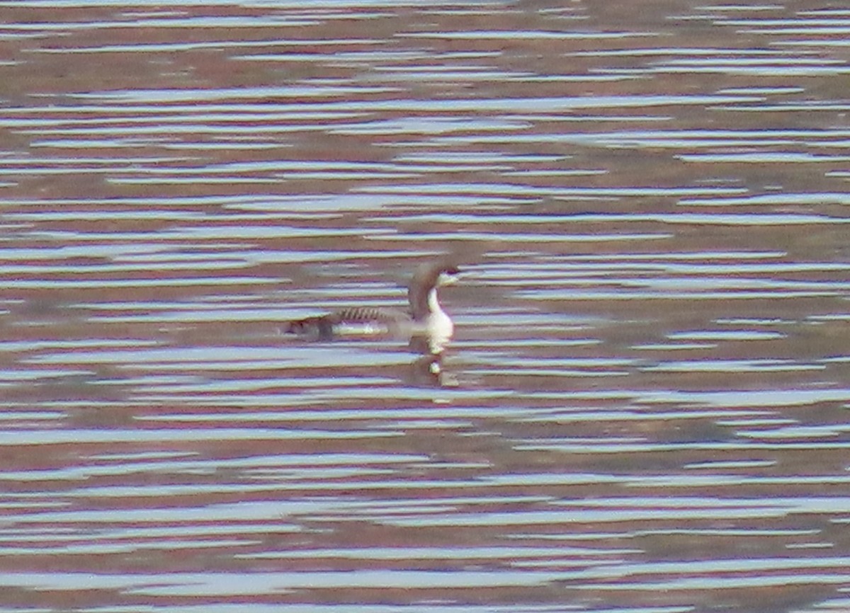 Pacific Loon - ML643795136