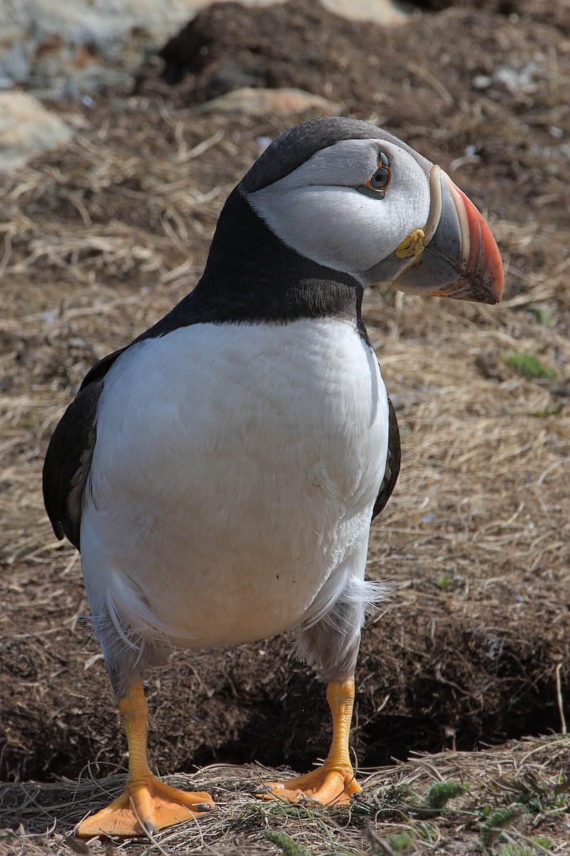 Atlantic Puffin - ML643795157