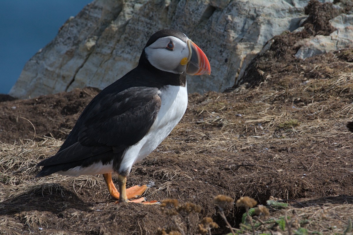 Atlantic Puffin - ML643795158