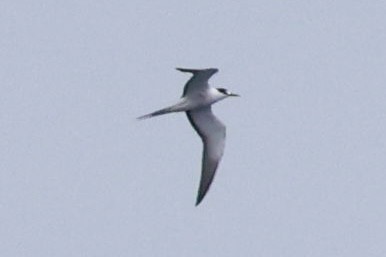 Txenada iluna - ML643795162