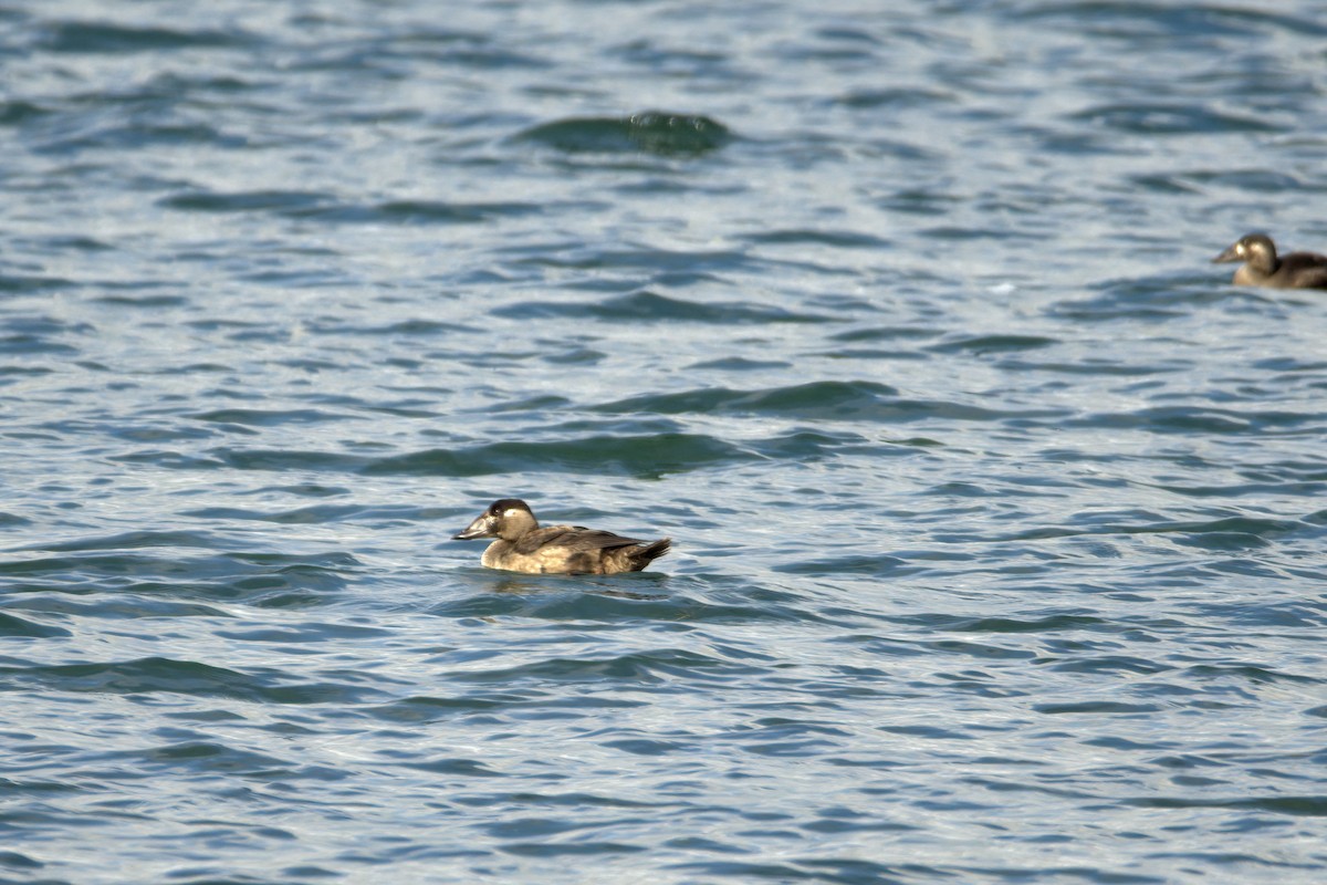 Surf Scoter - ML643795169