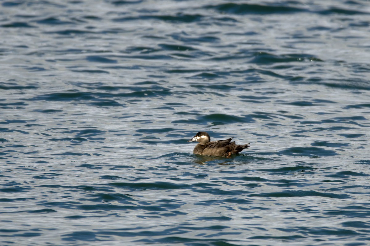 Surf Scoter - ML643795170