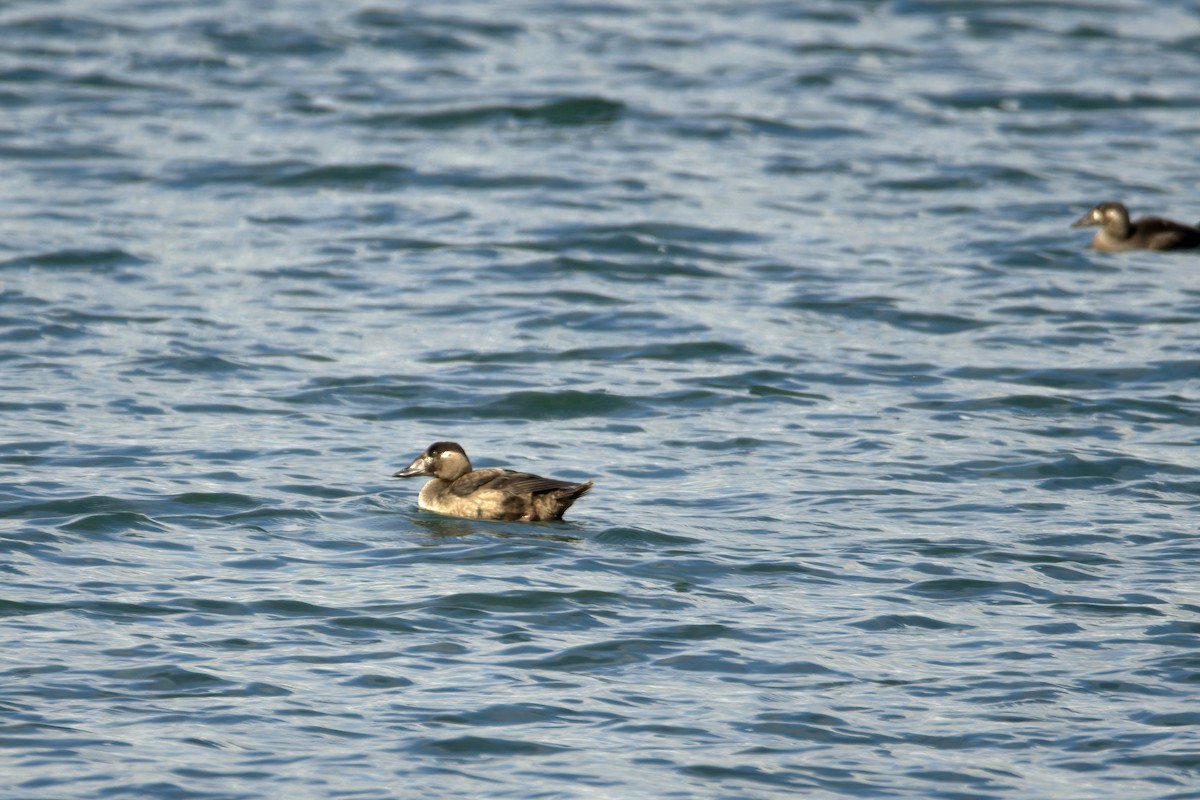 Surf Scoter - ML643795171