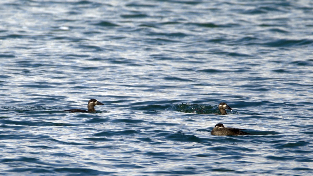 Surf Scoter - ML643795172