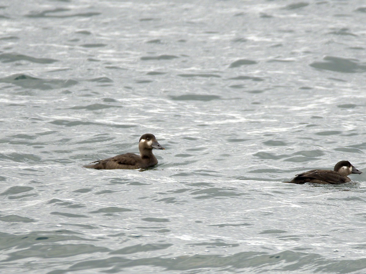 Surf Scoter - ML643795174