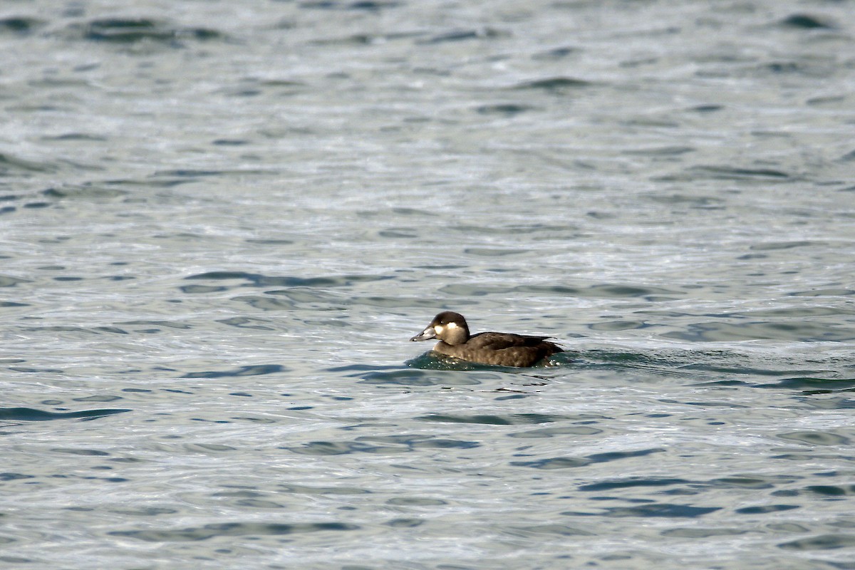 Surf Scoter - ML643795175