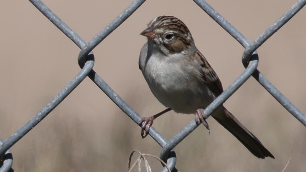 Brewer's Sparrow - ML643795178