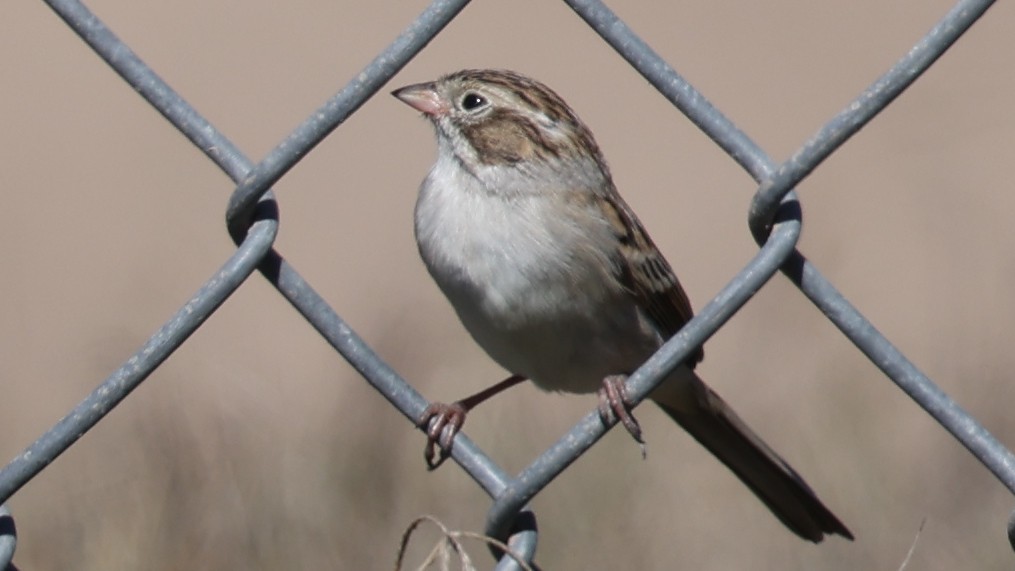 Brewer's Sparrow - ML643795179