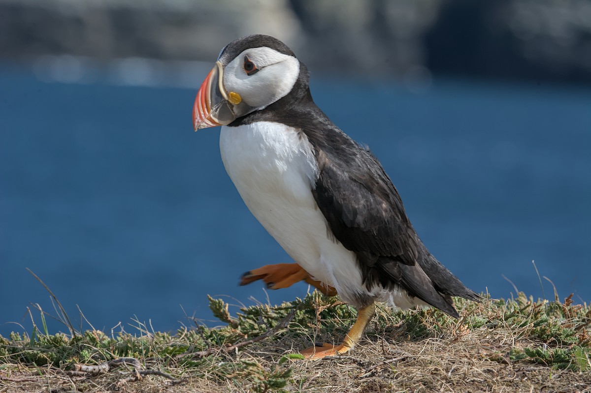 Atlantic Puffin - ML643795180