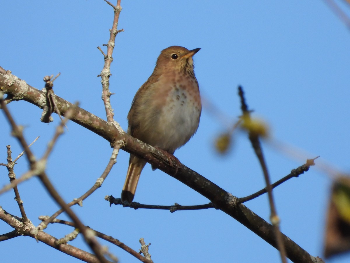 Hermit Thrush - ML643795183