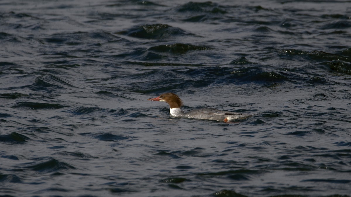 Common Merganser - ML643795186