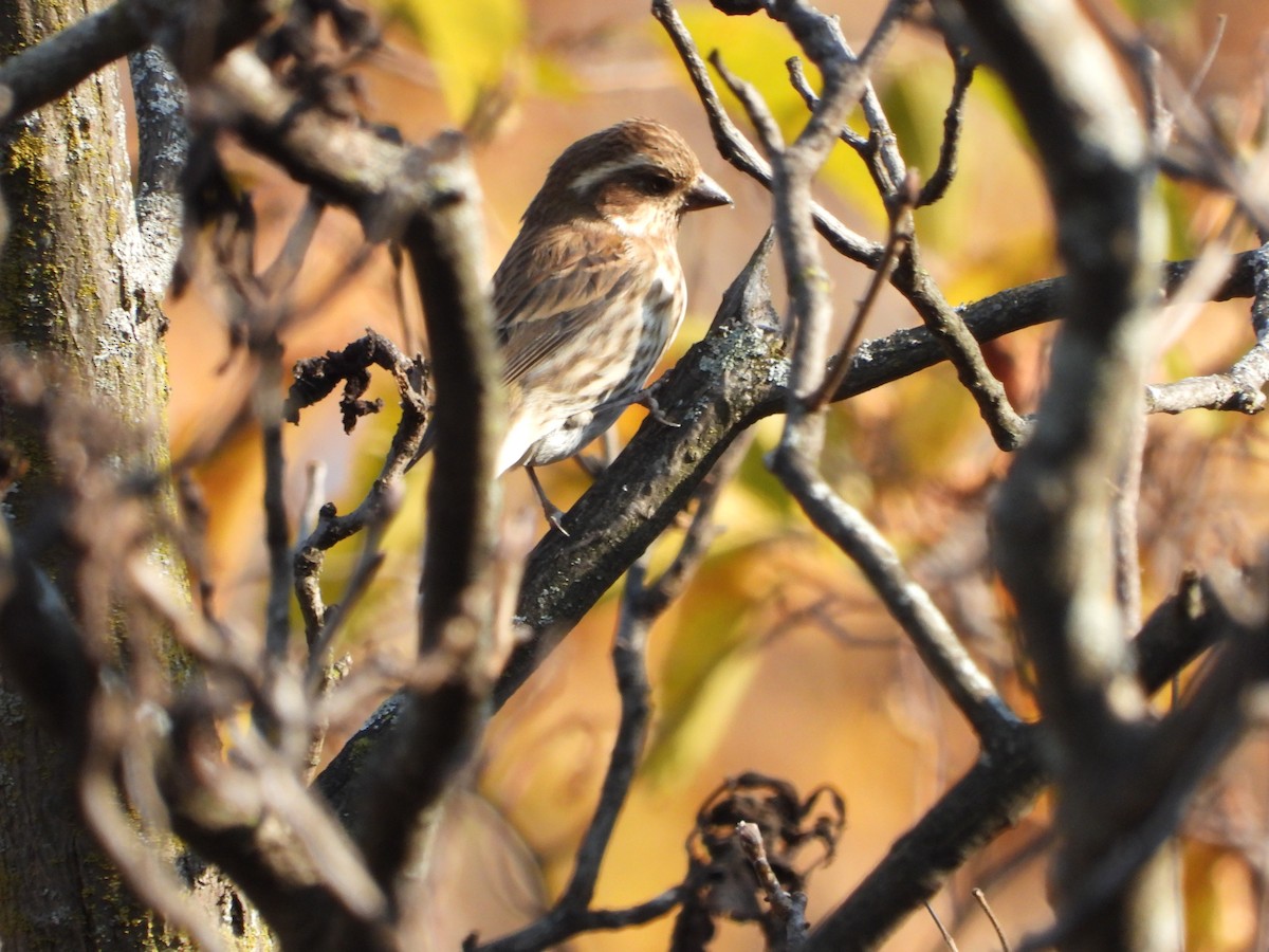 Purple Finch - ML643795195