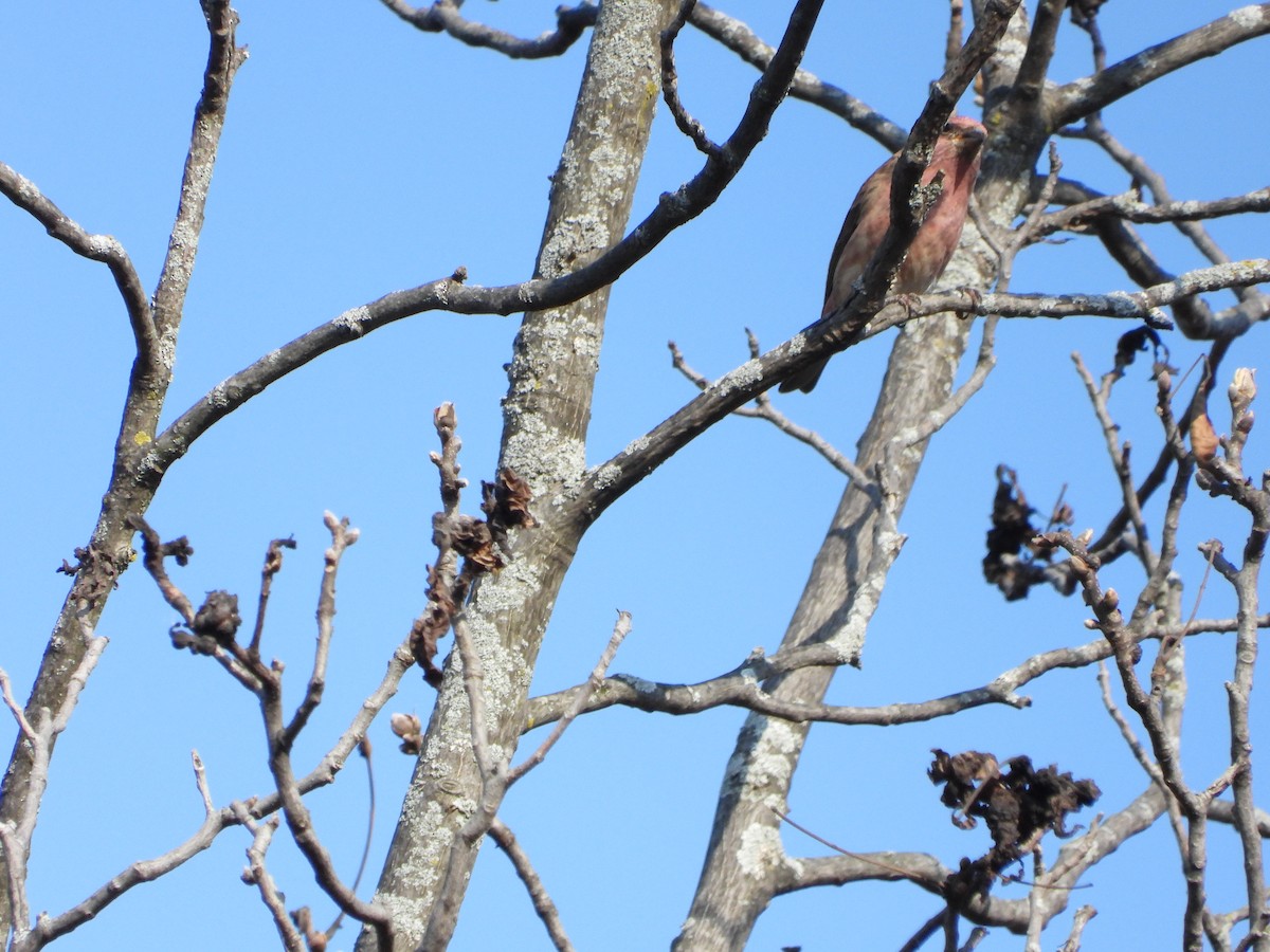 Purple Finch - ML643795196