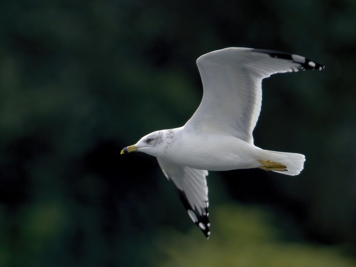 Ring-billed Gull - ML643795202