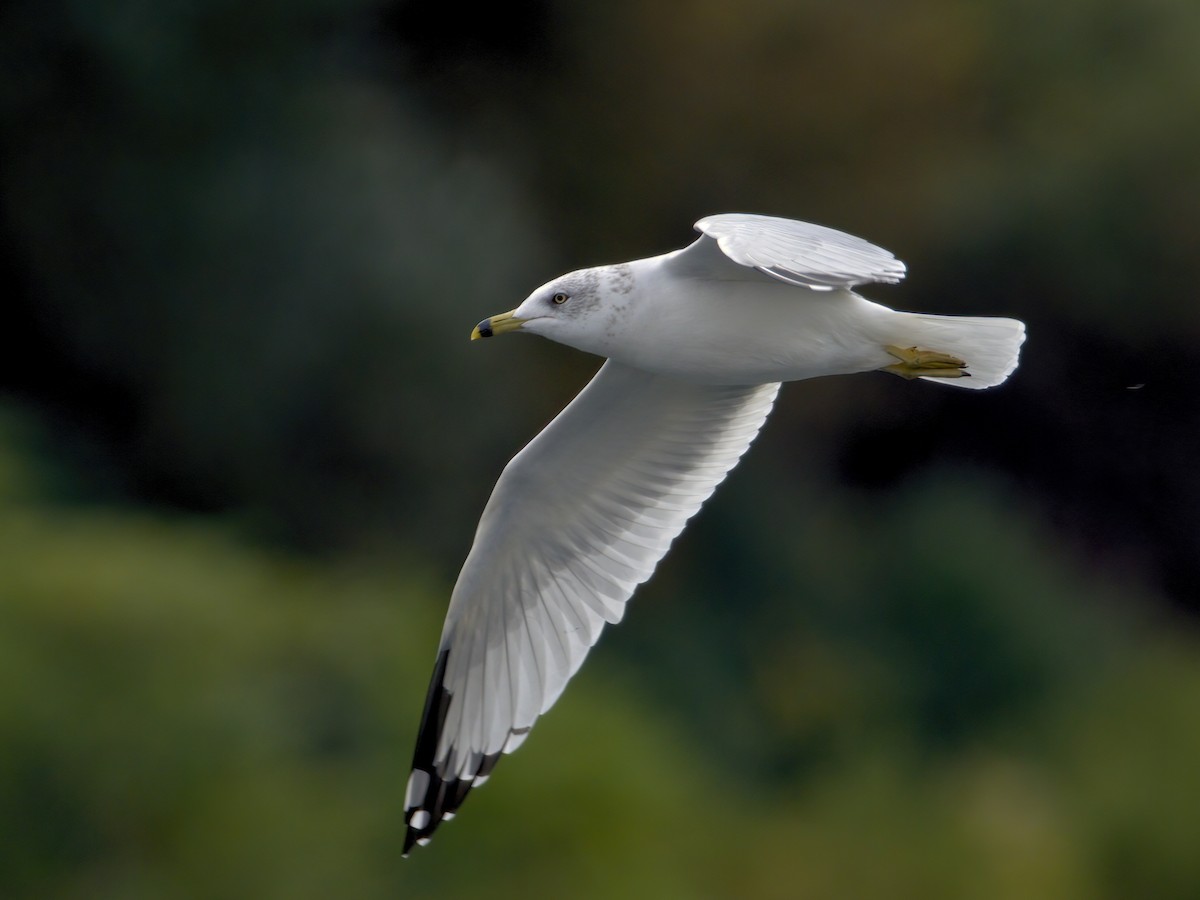 Ring-billed Gull - ML643795204