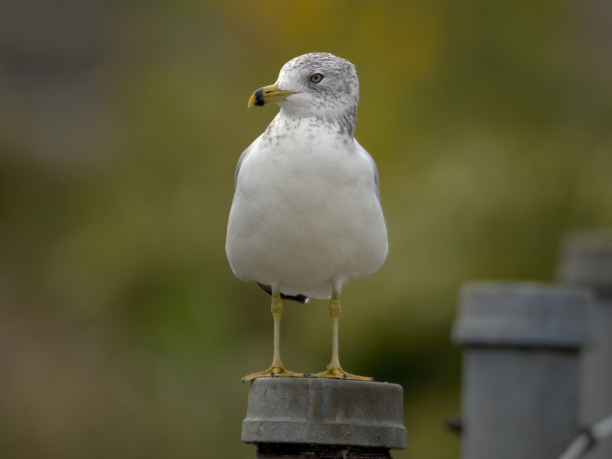 Ring-billed Gull - ML643795206