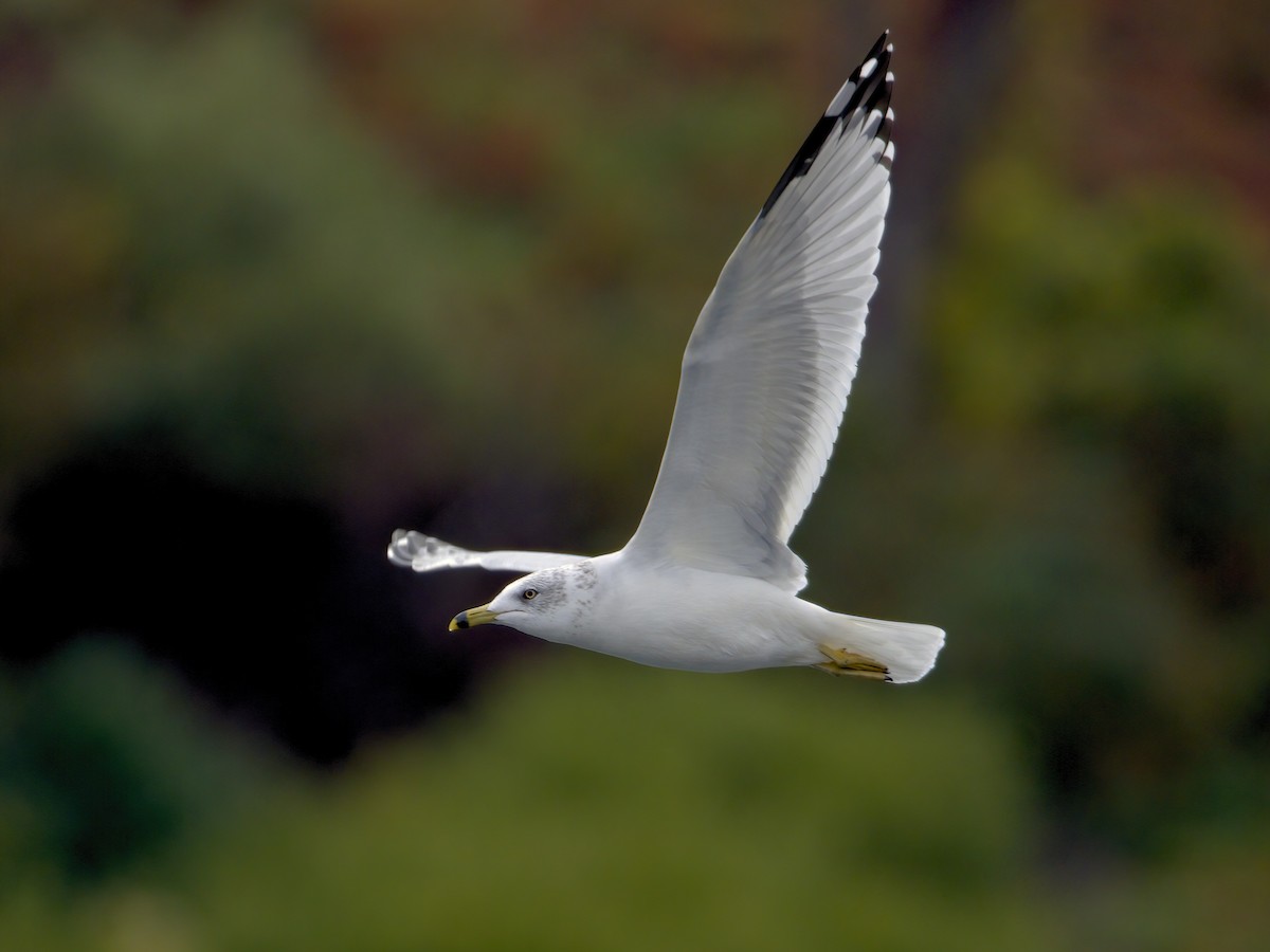 Ring-billed Gull - ML643795208