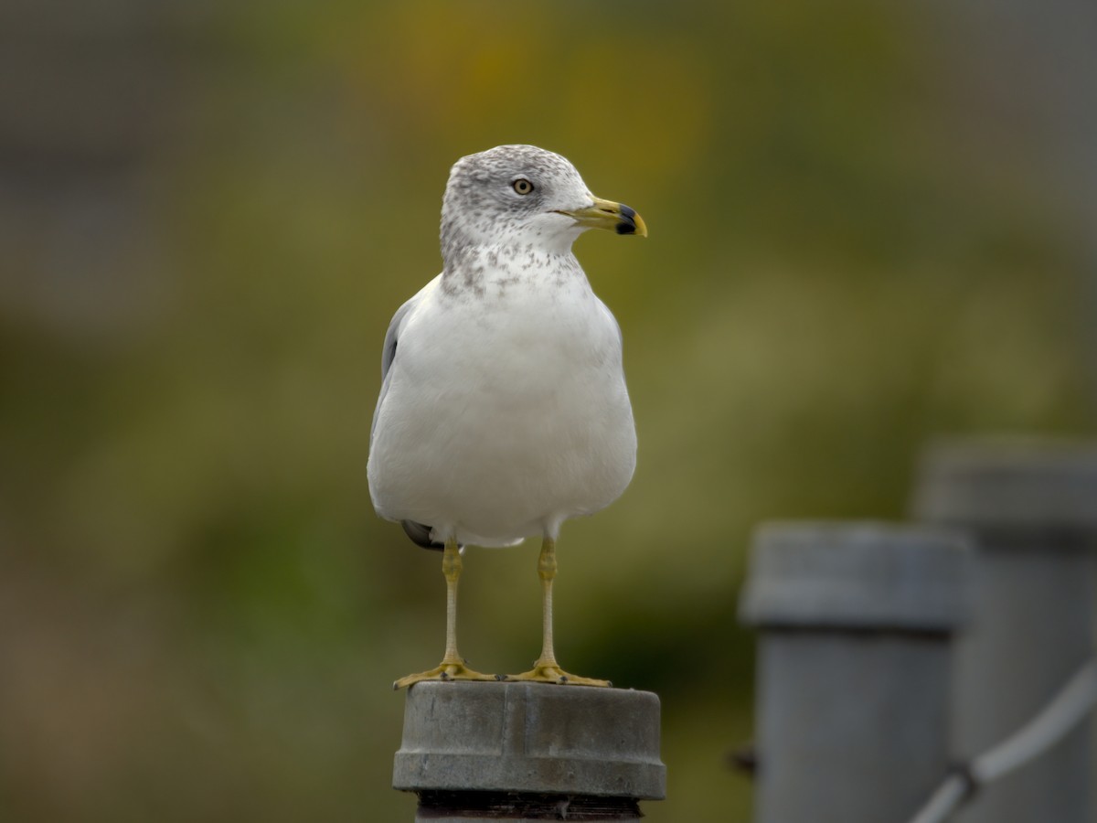 Ring-billed Gull - ML643795212