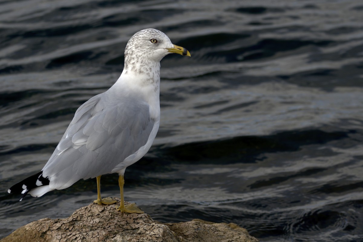 Ring-billed Gull - ML643795213