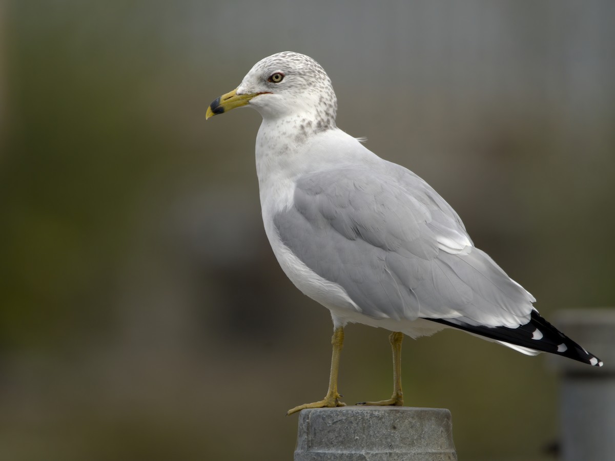Ring-billed Gull - ML643795215