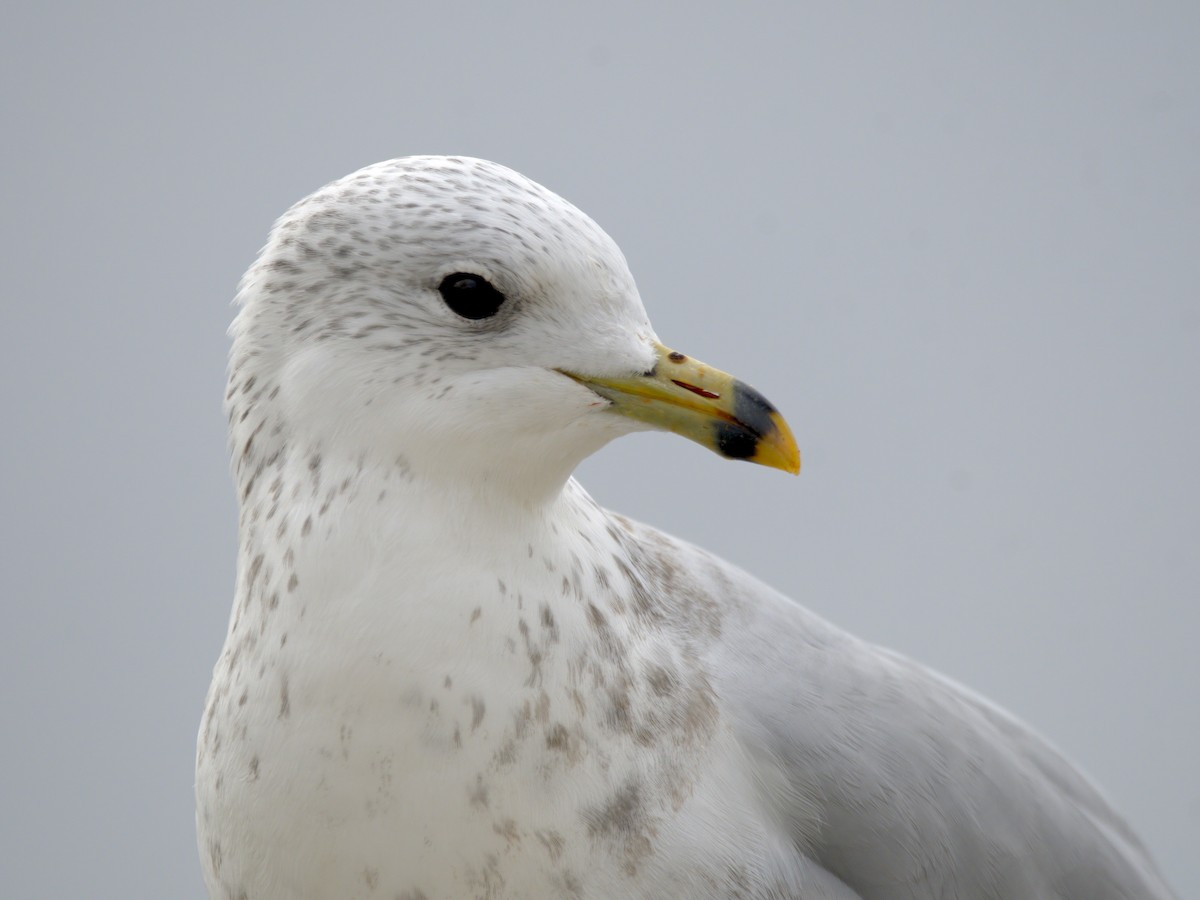 Ring-billed Gull - ML643795216