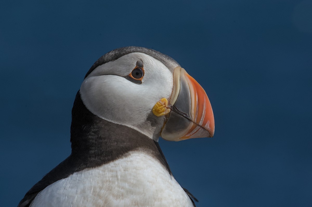 Atlantic Puffin - ML643795218