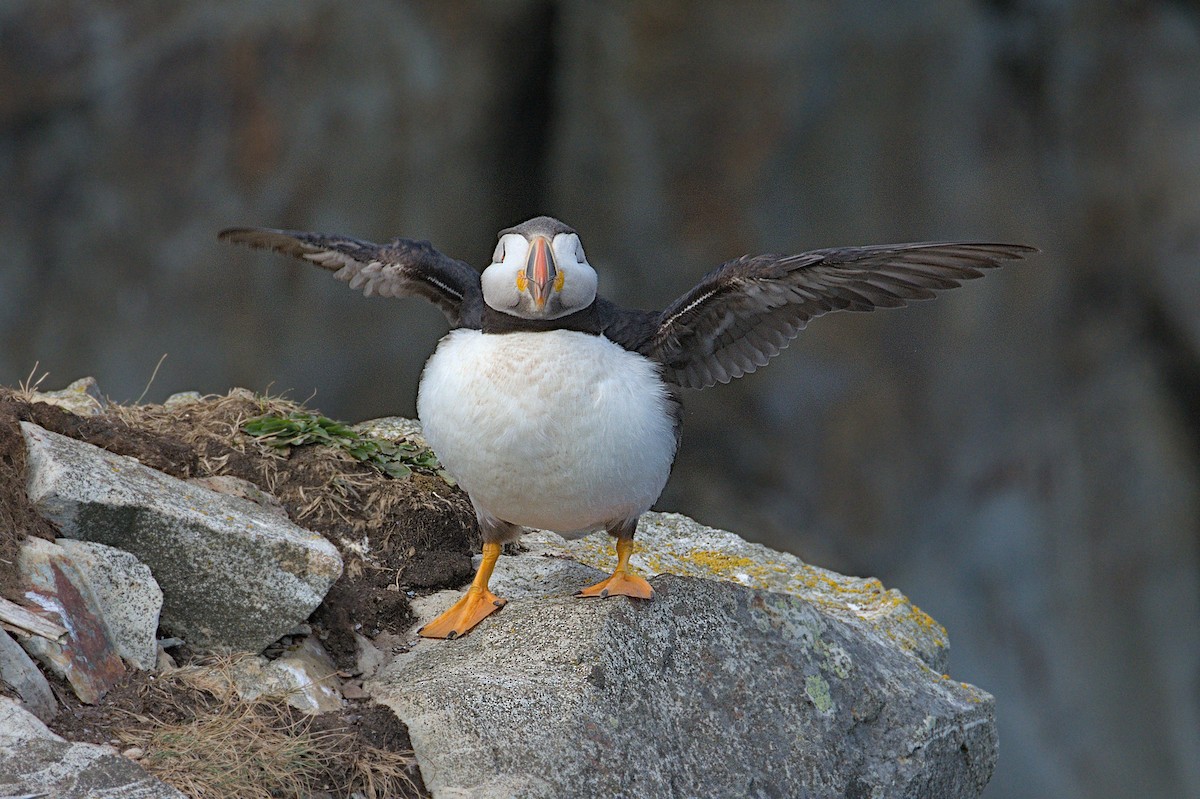 Atlantic Puffin - ML643795220
