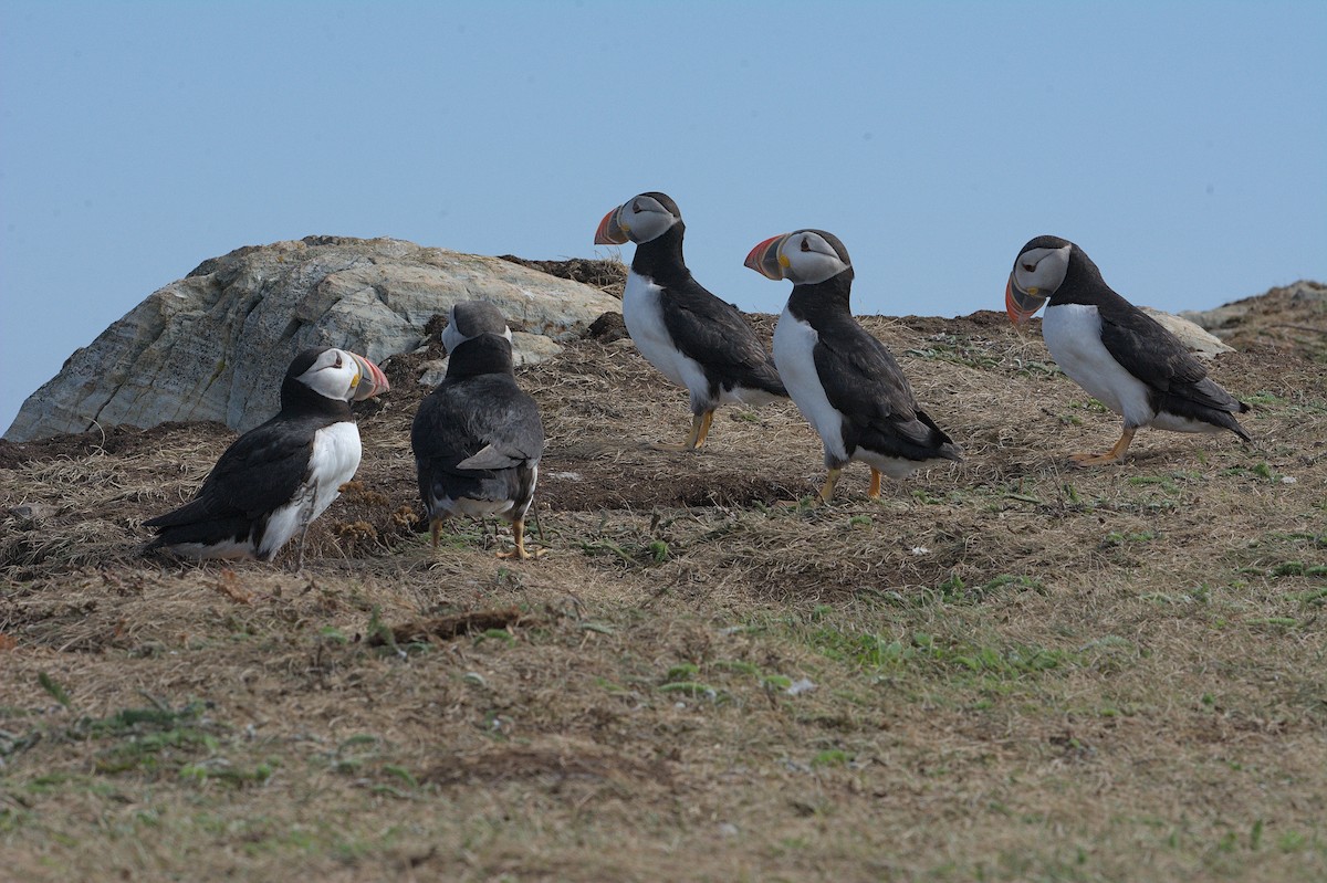 Atlantic Puffin - ML643795221