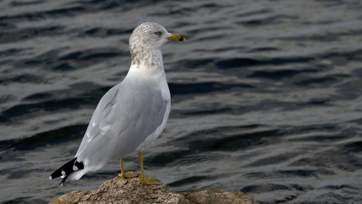 Ring-billed Gull - ML643795222