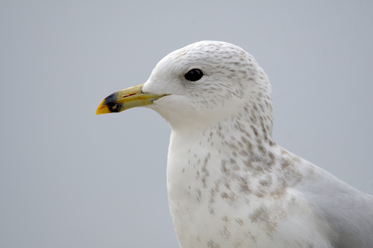 Ring-billed Gull - ML643795223
