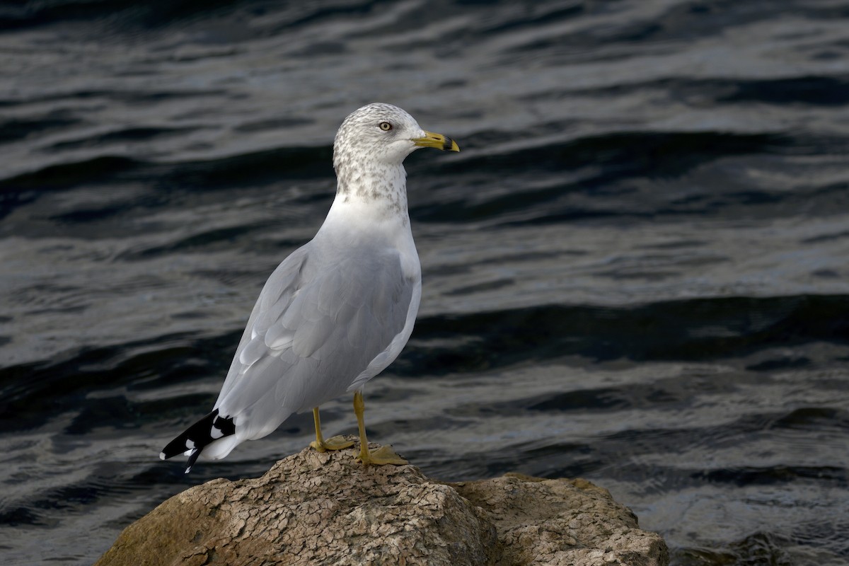 Ring-billed Gull - ML643795226